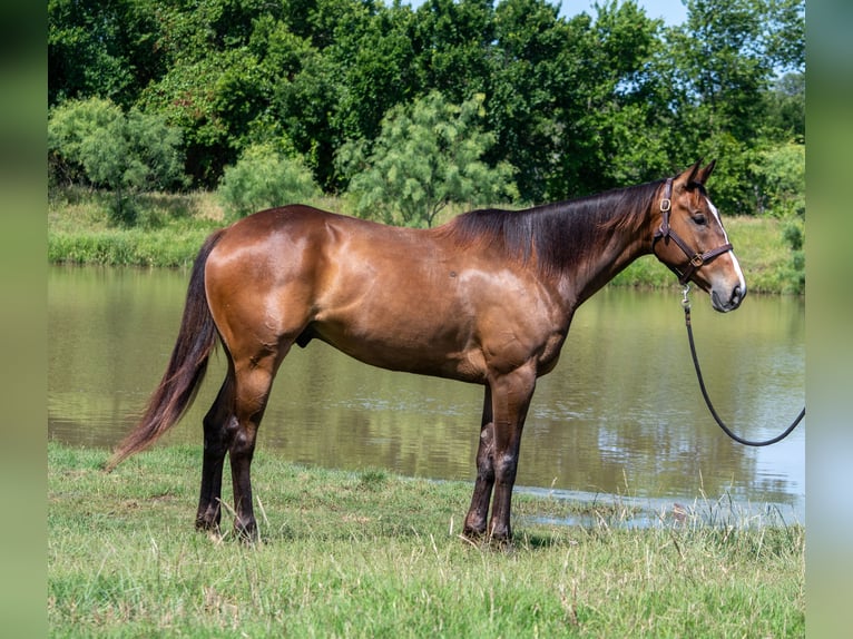 Quarter horse américain Hongre 7 Ans Bai cerise in Stephenville