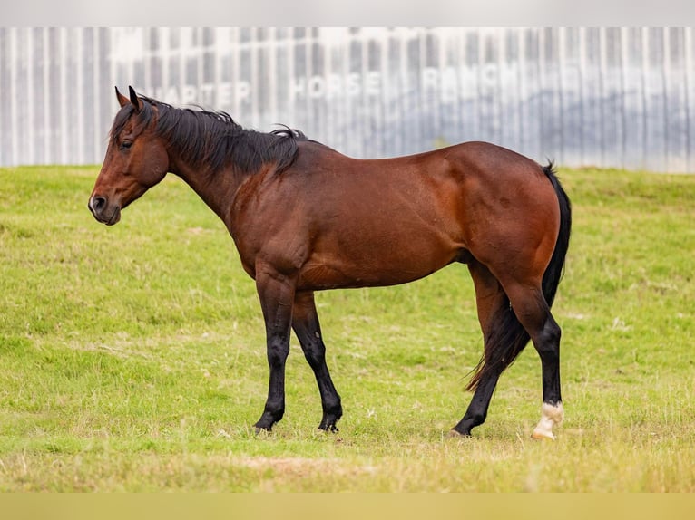 Quarter horse américain Hongre 7 Ans Bai cerise in Wetherford TX