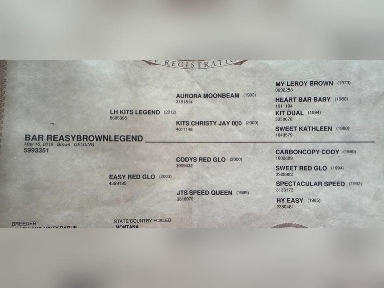 Quarter horse américain Hongre 7 Ans Bai cerise in Wetherford TX