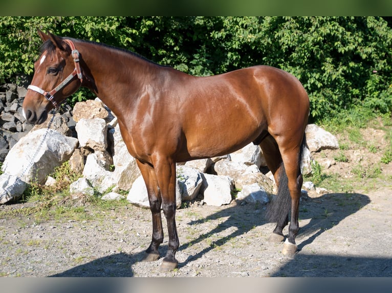 Quarter horse américain Hongre 7 Ans Bai in Niedersayn