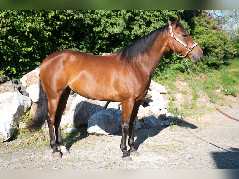 Quarter horse américain Hongre 7 Ans Bai in Niedersayn