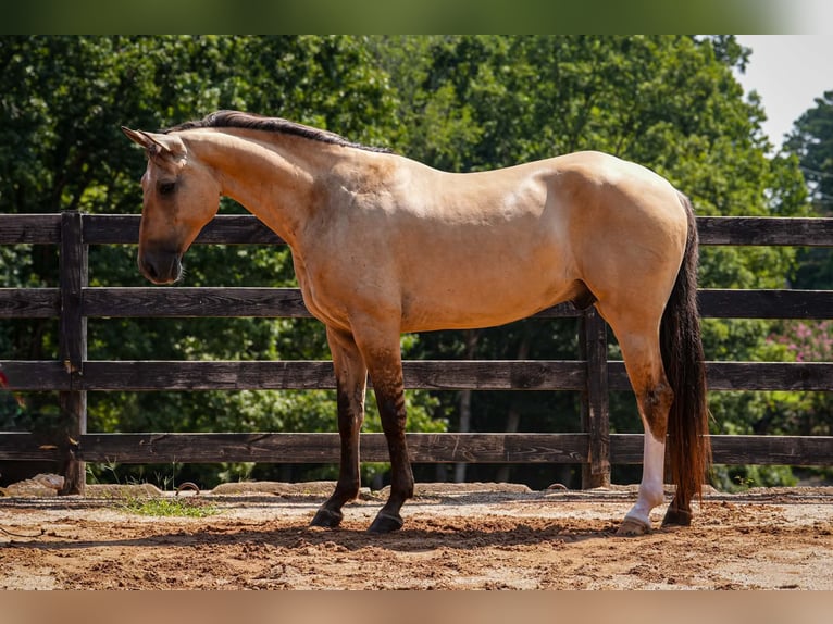 Quarter horse américain Croisé Hongre 7 Ans Buckskin in Clover