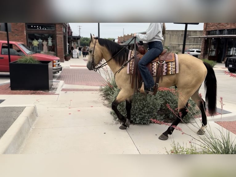 Quarter horse américain Hongre 7 Ans Buckskin in Ponder