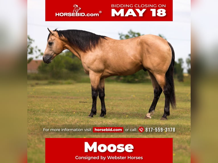 Quarter horse américain Hongre 7 Ans Buckskin in Ponder