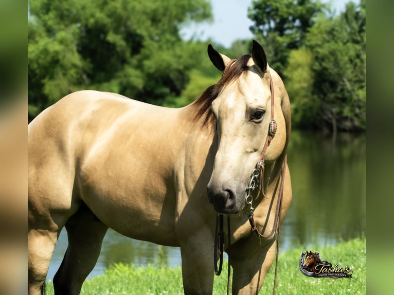 Quarter horse américain Hongre 7 Ans Buckskin in Henderson