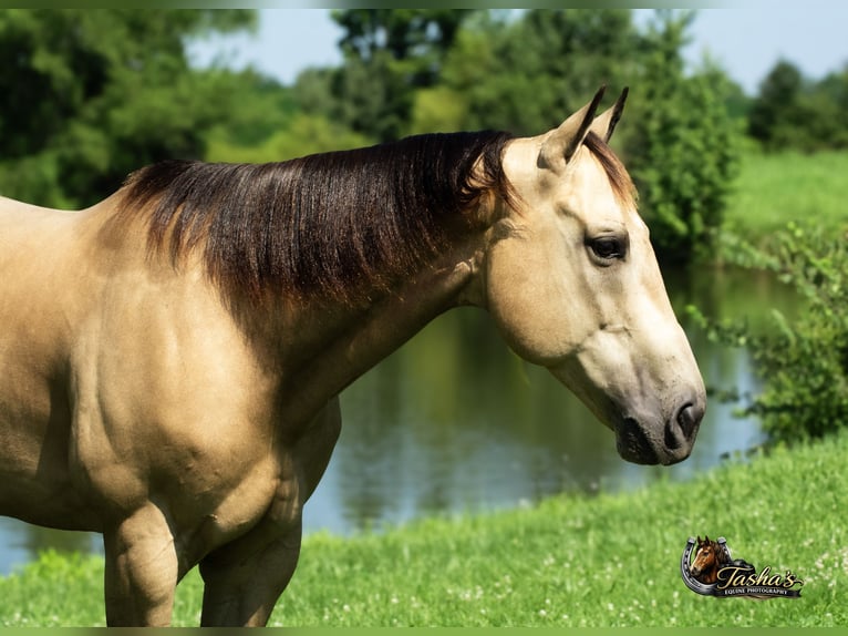 Quarter horse américain Hongre 7 Ans Buckskin in Henderson