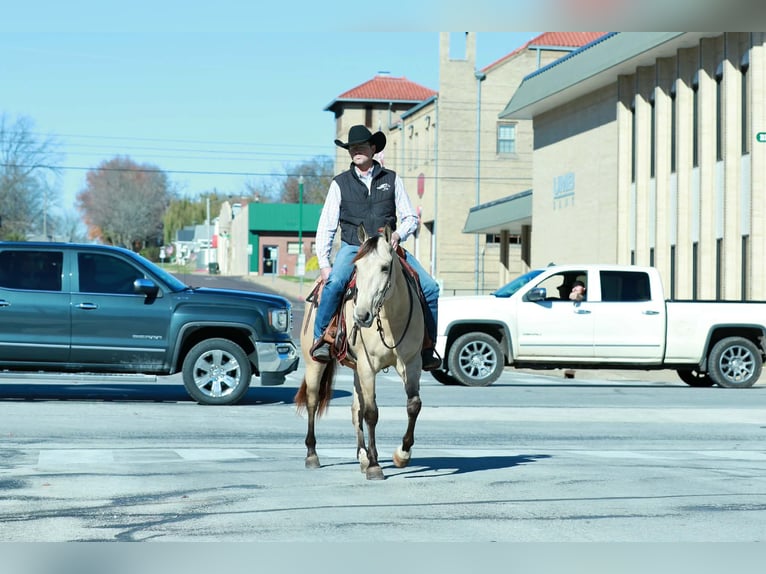 Quarter horse américain Hongre 7 Ans Buckskin in Purdy