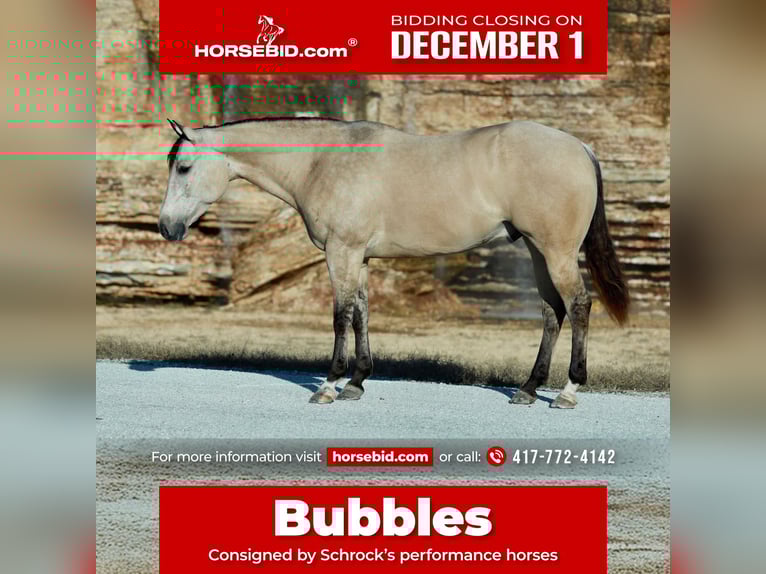 Quarter horse américain Hongre 7 Ans Buckskin in Purdy