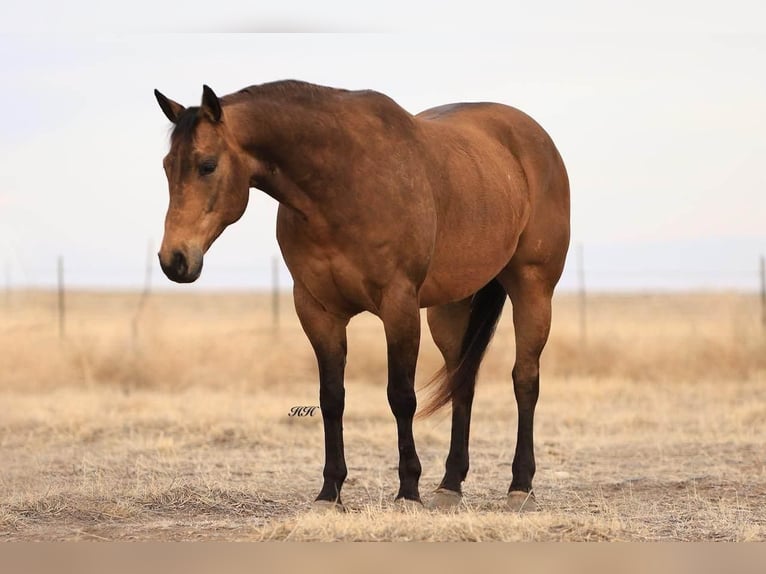 Quarter horse américain Hongre 7 Ans Buckskin in Canyon, TX