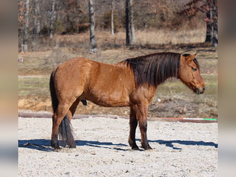 Quarter horse américain Hongre 7 Ans Buckskin in Hardinsburg IN