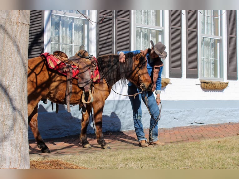 Quarter horse américain Hongre 7 Ans Buckskin in Hardinsburg IN