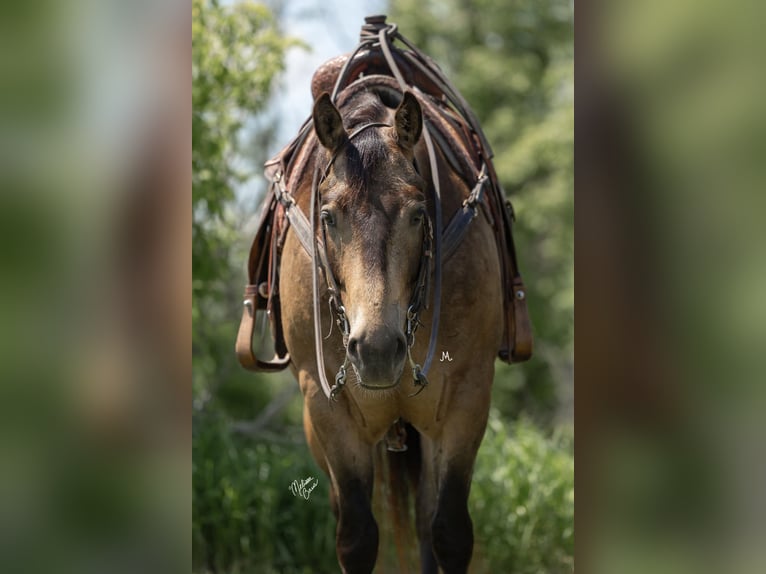 Quarter horse américain Hongre 7 Ans Buckskin in River Falls Wi