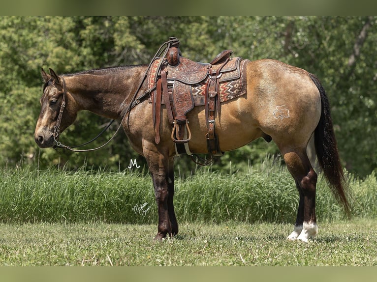Quarter horse américain Hongre 7 Ans Buckskin in River Falls Wi