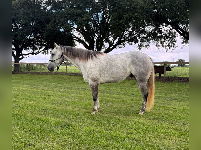 Quarter horse américain Hongre 7 Ans Gris in Winnie