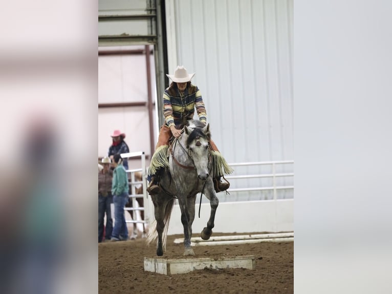 Quarter horse américain Hongre 7 Ans Gris in Cannon Falls
