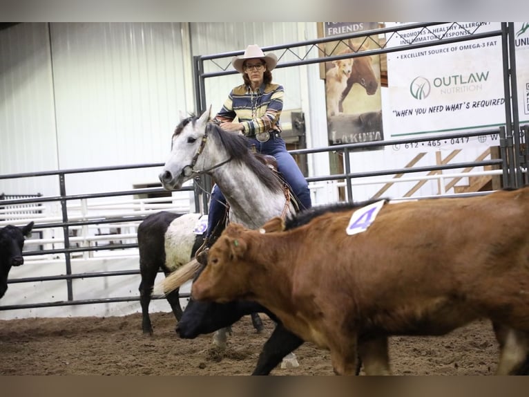 Quarter horse américain Hongre 7 Ans Gris in Cannon Falls