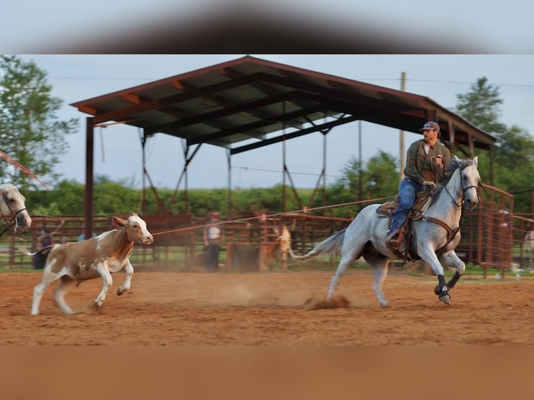 Quarter horse américain Hongre 7 Ans Gris in Damascus