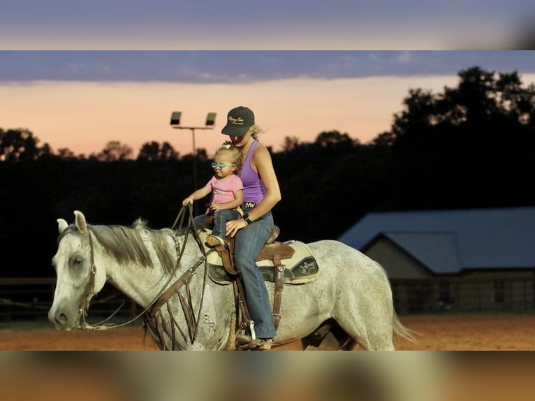 Quarter horse américain Hongre 7 Ans Gris in Damascus