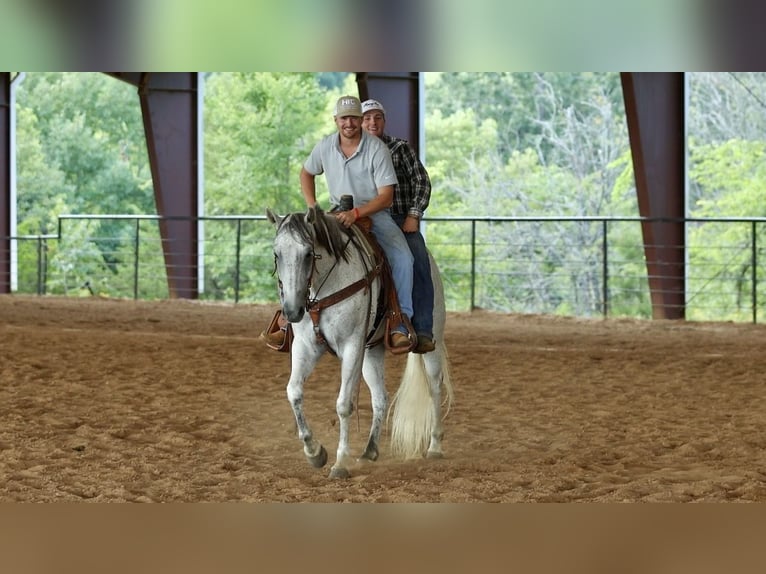 Quarter horse américain Hongre 7 Ans Gris in Damascus
