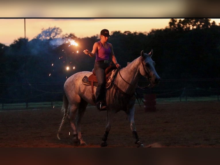 Quarter horse américain Hongre 7 Ans Gris in Damascus