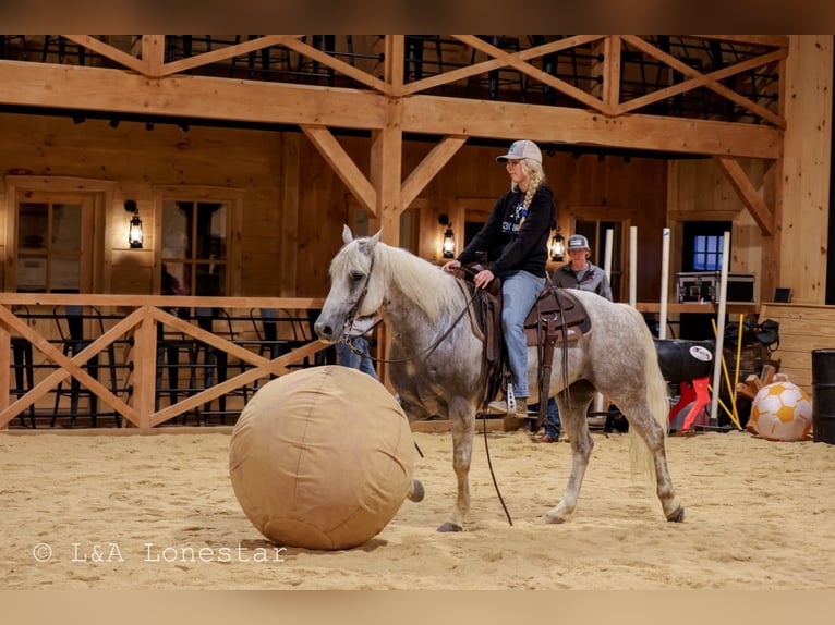 Quarter horse américain Hongre 7 Ans Gris in Needmore