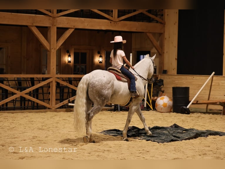 Quarter horse américain Hongre 7 Ans Gris in Needmore