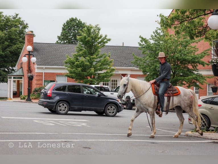 Quarter horse américain Hongre 7 Ans Gris in Needmore