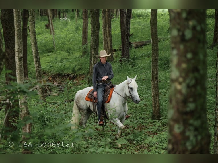 Quarter horse américain Hongre 7 Ans Gris in Needmore