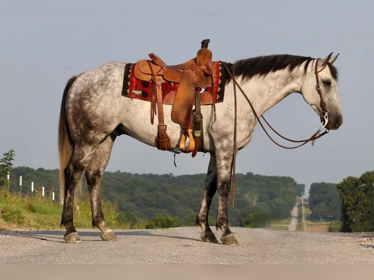 Quarter horse américain Hongre 7 Ans Gris in Mount Vernon