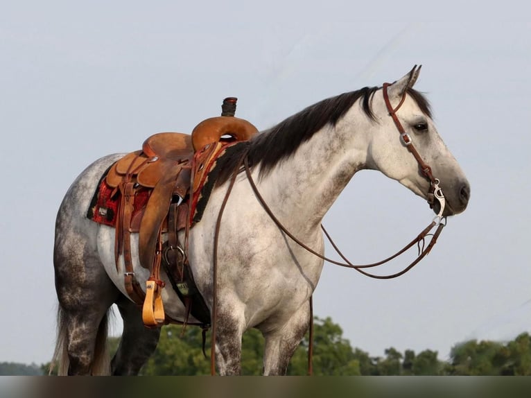 Quarter horse américain Hongre 7 Ans Gris in Mount Vernon