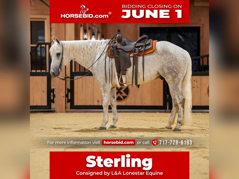 Quarter horse américain Hongre 7 Ans Gris in Needmore