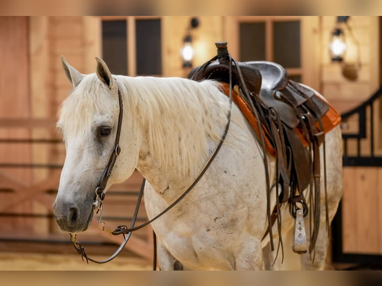 Quarter horse américain Hongre 7 Ans Gris in Needmore