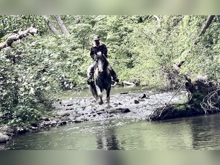 Quarter horse américain Hongre 7 Ans Gris in Paicines CA