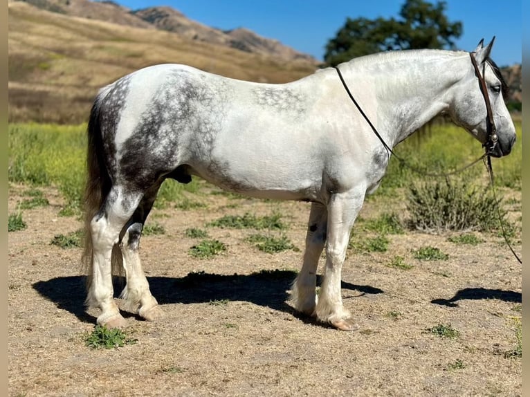 Quarter horse américain Hongre 7 Ans Gris in Paicines CA