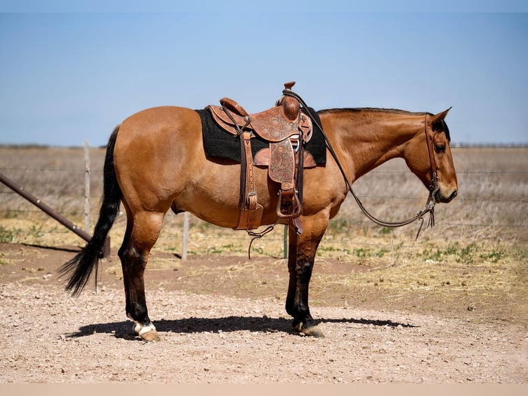 Quarter horse américain Hongre 7 Ans Isabelle in Amarillo