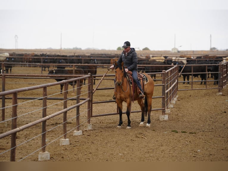 Quarter horse américain Hongre 7 Ans Isabelle in Amarillo