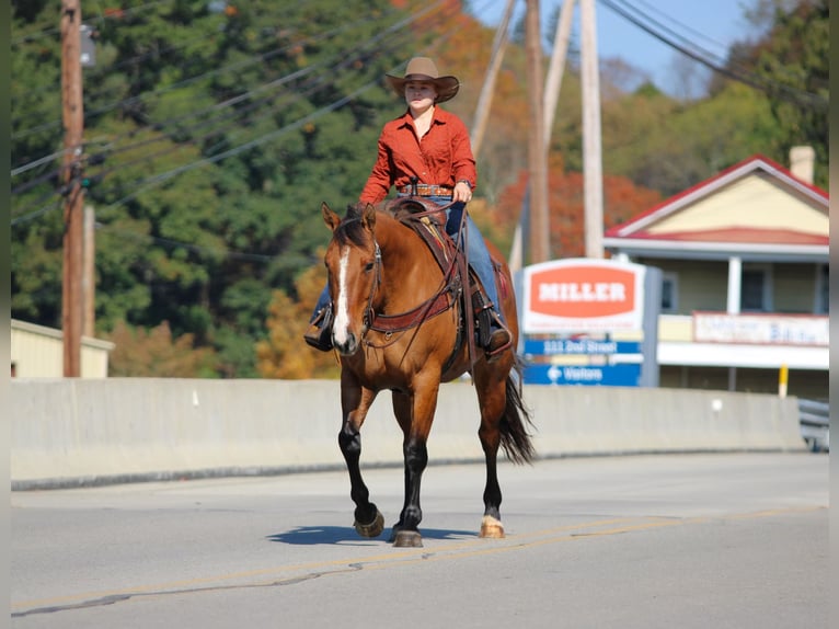 Quarter horse américain Hongre 7 Ans Isabelle in Clarion