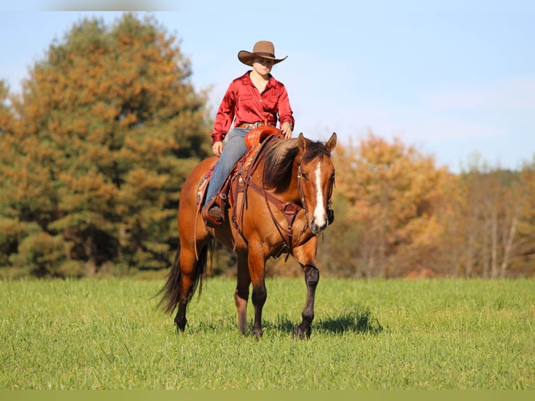 Quarter horse américain Hongre 7 Ans Isabelle in Clarion