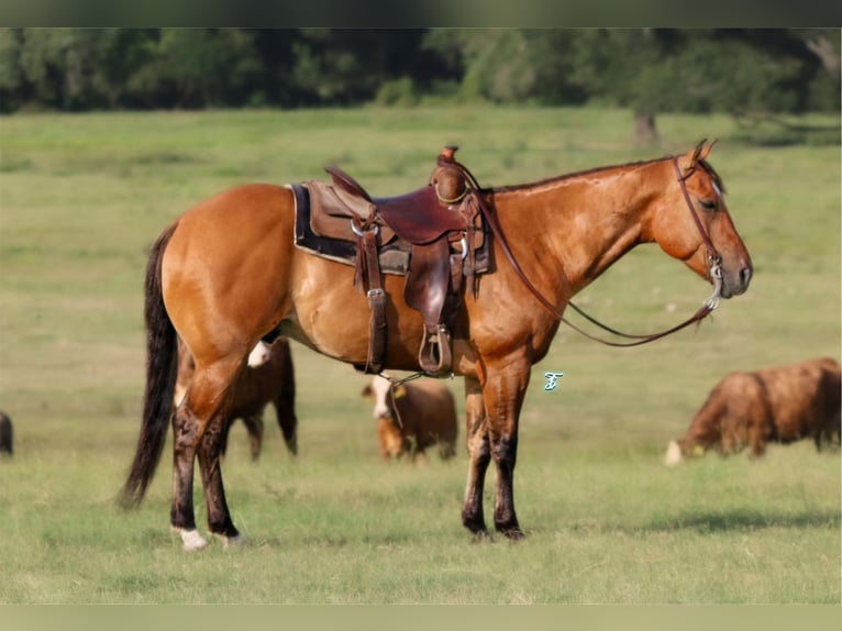 Quarter horse américain Hongre 7 Ans Isabelle in Carthage TX