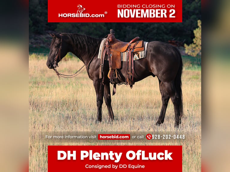 Quarter horse américain Hongre 7 Ans Noir in Camp Verde