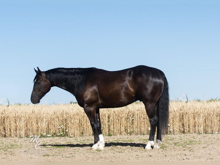 Quarter horse américain Hongre 7 Ans Noir in Caldwell, ID