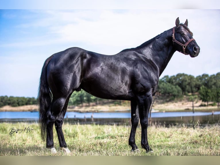 Quarter horse américain Hongre 7 Ans Noir in Coldspring TX