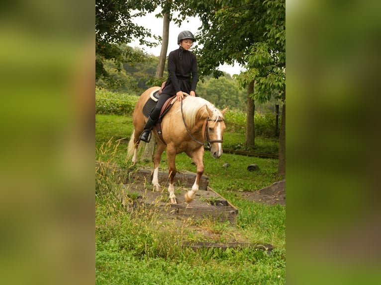 Quarter horse américain Hongre 7 Ans Palomino in Fresno