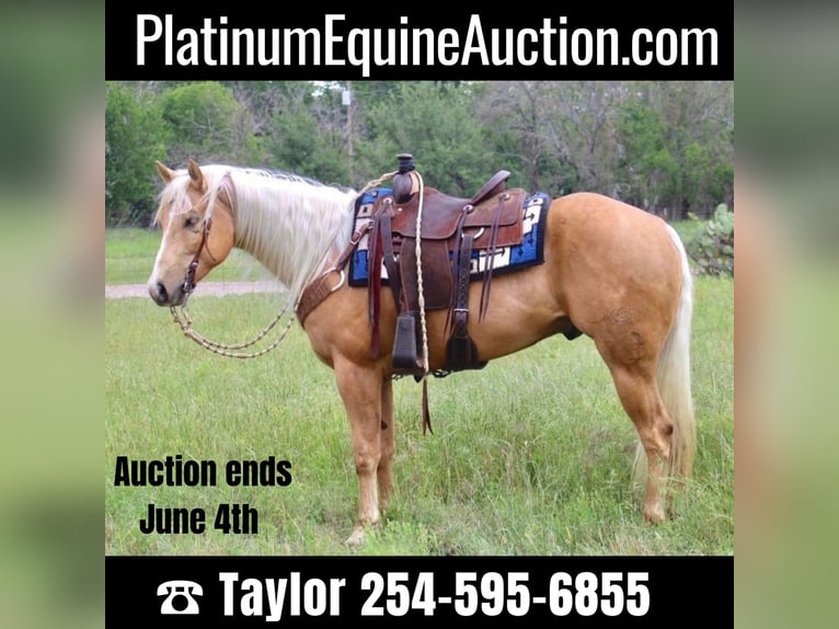 Quarter horse américain Hongre 7 Ans Palomino in Morgan MIll TX