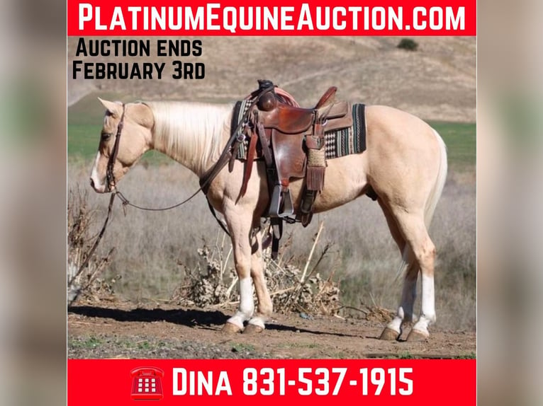 Quarter horse américain Hongre 7 Ans Palomino in Paicines CA