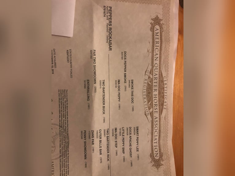 Quarter horse américain Hongre 7 Ans Palomino in Salem IL