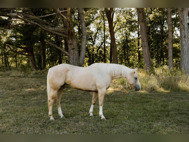 Quarter horse américain Hongre 7 Ans Palomino in Salem IL