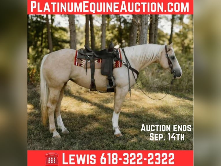 Quarter horse américain Hongre 7 Ans Palomino in Salem IL