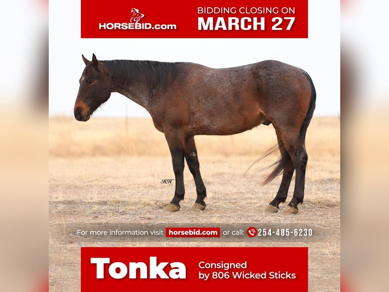 Quarter horse américain Hongre 7 Ans Roan-Bay in Canyon, TX