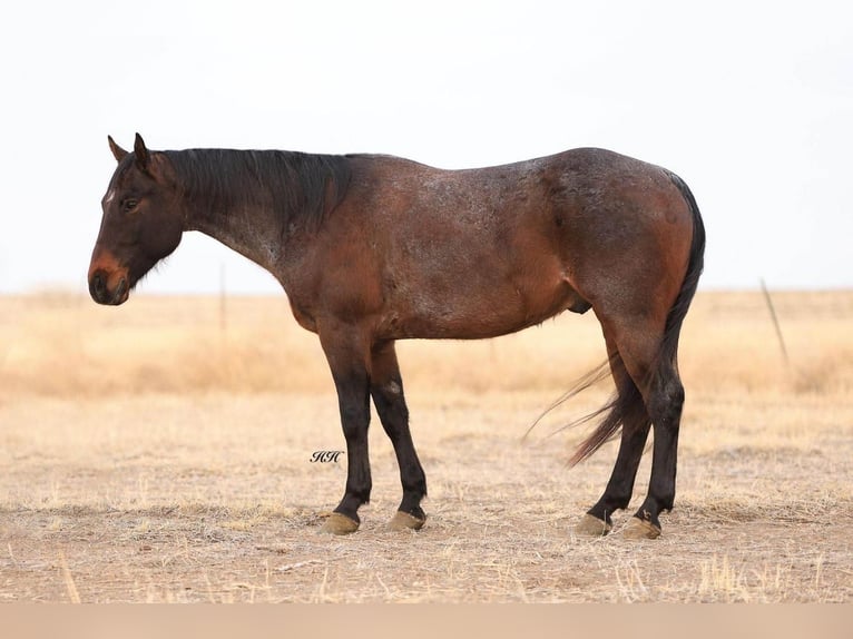 Quarter horse américain Hongre 7 Ans Roan-Bay in Canyon, TX